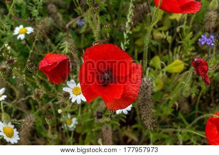 Close Up Of Wild Poppies