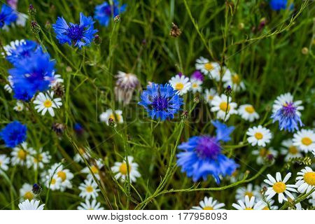 A Field Of Wild Colourful Country Flowers And Plants