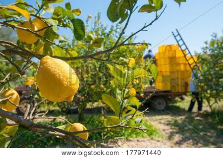 Closeup view of lemons on tree and pickers at work in the background