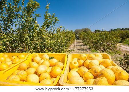 Boxes full of lemons in a citrus grove near Syracuse Sicily