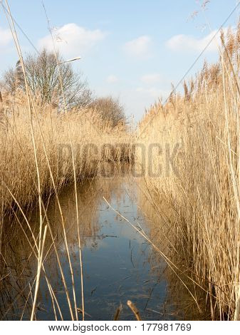 some love crips reeds submerged in a pond