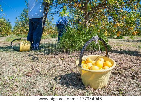 Pail full of lemons during lemon picking time in Sicily