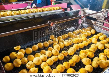 Primofiore lemons of the variety Femminello Siracusano during the washing process of a modern production line