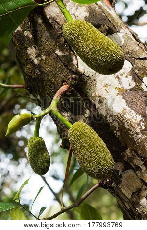 Three green jackfruit hanging on a tree in nature ready to be cut of.