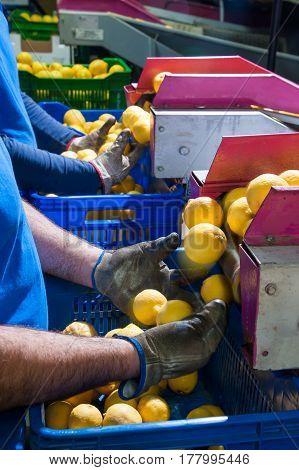 Primofiore lemons of the variety Femminello Siracusano during the manual packaging process in a modern production line