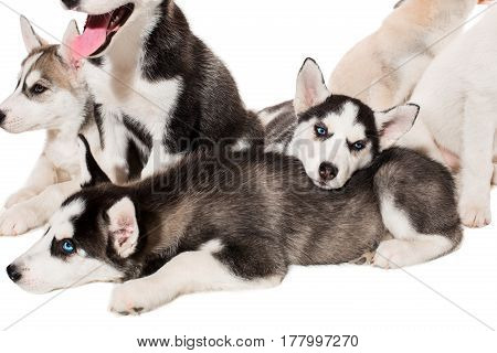 group of happy siberian husky puppies on white. Beautiful puppies