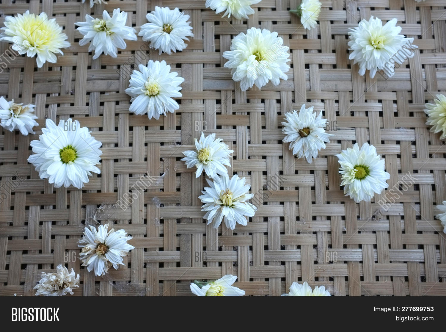 White Chrysanthemum Image Photo Free Trial Bigstock