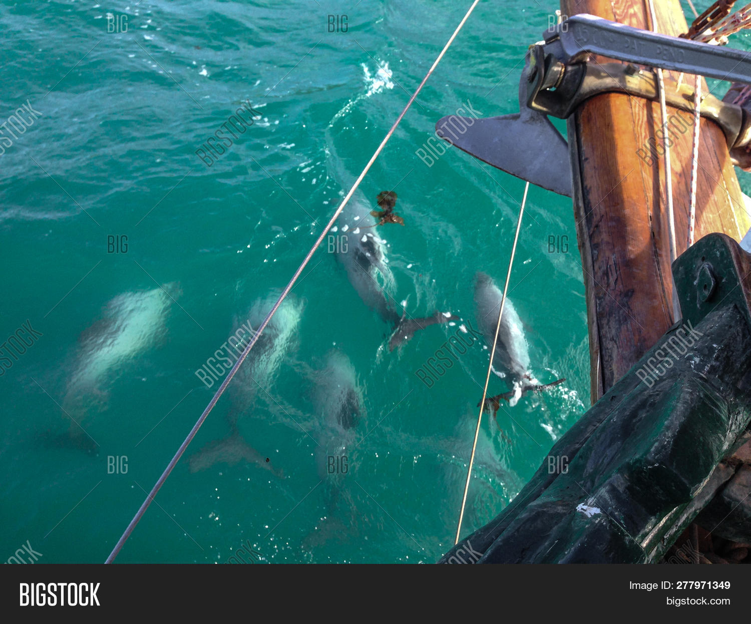 Hector S Dolphins Image Photo Free Trial Bigstock