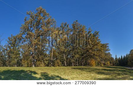 Trees In Sofiyivka Park In Uman, Ukraine