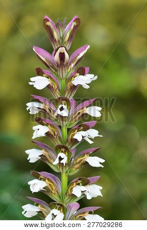 Acanthus Mollis
