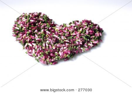 Herz aus Heather Buds hergestellt