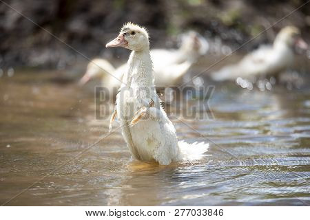 White Small Indoda Tries To Fly In Bright Sunny Summer Day