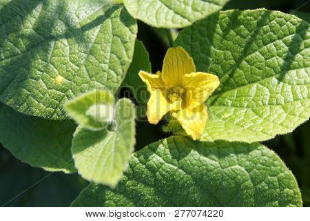Flowering Thladiantha Dubia Or Manchu Tubergourd. Yellow Flower And Green Leaves