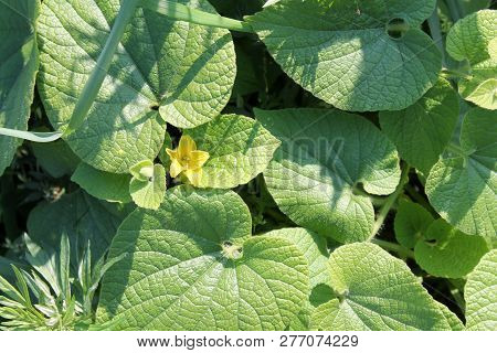 Flowering Thladiantha Dubia Or Manchu Tubergourd. Yellow Flower And Green Leaves