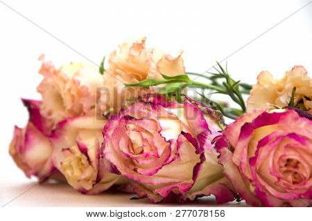 Multi-colored Large Buds Of Tea-yellow With Pink Edging Of Roses And Double Beige Flowers Of Alstroe