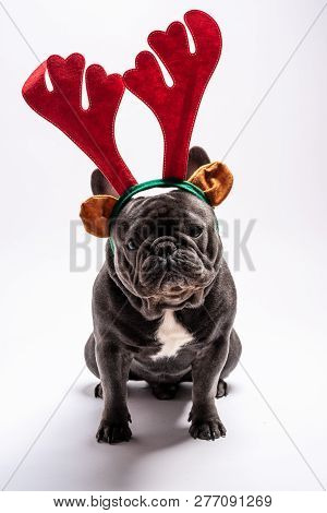 Funny Adorable French Bulldog Wearing Raindeer Hairband Looking To The Camera. Studio Shot Against W