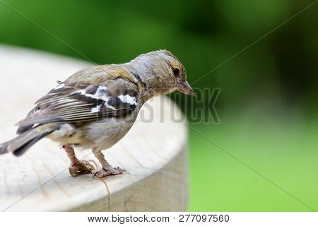 Common Cahffinch (fringilla Coelebs)