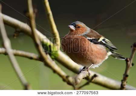 Common Chaffinch (fringilla Coelebs)