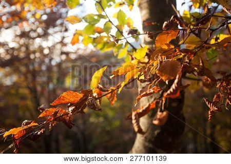 Trees In Autumn Season Background. Autumn Lansdscape
