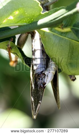 Hedge Grasshoppers, Valanga Irregularis, In A Mating Position. The Smaller Insect Is The Male And Is