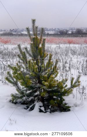 The image of a tree 