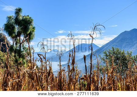 View Of Lake Atitlan & 5 Volcanoes Looking Through Hilltop Maize Field In Guatemalan Highlands.