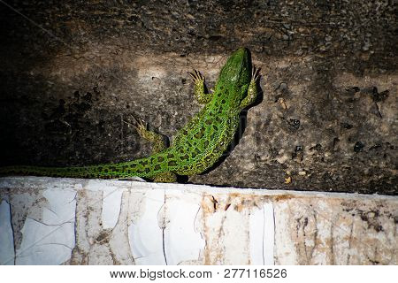 Green Lizard. Lacerta Viridis. Oestliche Smaragdeidechse. European Green Lizard.