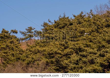 Gray Heron Gracefully Flying In Front Of Evergreen Trees With Wings Fully Extended On Sunny Day.