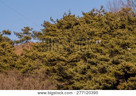Gray Heron Flying In Front Of Evergreen Trees While Another Heron Sits Peacefully On Tree Branch.