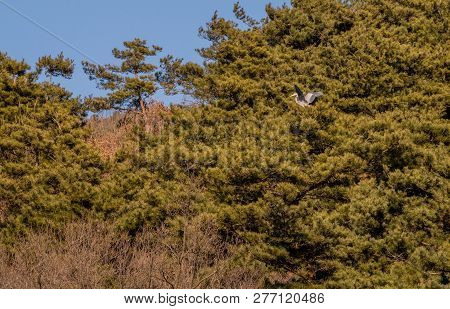 One In Series Of Photos Following A Gray Heron As It Flies To, And Lands On A  Branch  In Grove Of E