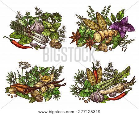 Spices, Vegetable Seasonings, Herbs And Condiments Sketches. Chili Pepper, Parsley And Garlic, Cinna