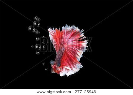 Capture The Moving Moment  Siamese Fighting Fish Isolated On Black Background,beauty, Betta Fish