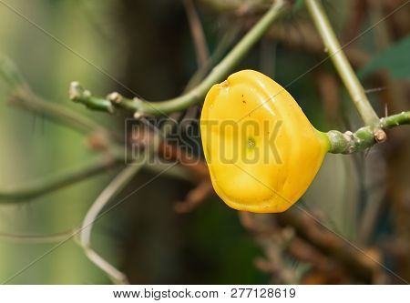 Closeup Rose Cactus Fruit Isolated On Background