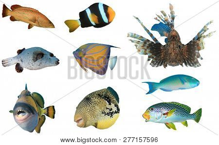 Tropical reef fish isolated on white background. Grouper, Clownfish, Lionfish, Puffer, Angelfish, Parrotfish, Triggerfish and Sweetlips 