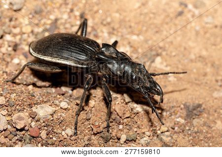 Big Ground Beetle Anthia Cintipennis In Namib Desert. Insect Predator In Nature Habitat. Namibia Wil