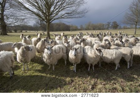 Får