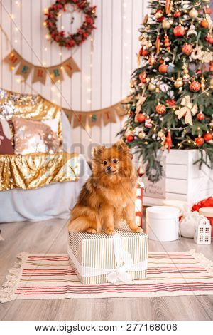 German Spitz Klein Sits On A Box With A Gift Near The Christmas Tree. Animal Themes