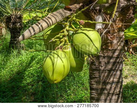 Vietnam, Farang Province. Beautiful Tropical Asian Vegetation
