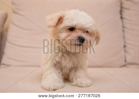 Little White Dog Running On The Couch