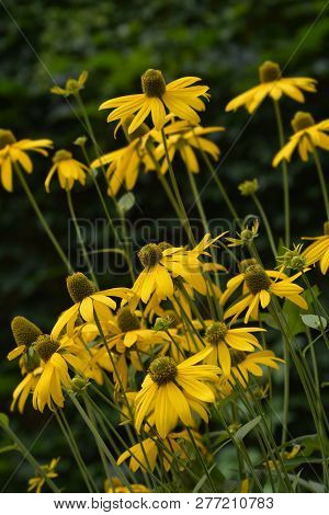 Yellow Cutleaf Coneflowers - Latin Name - Rudbeckia Laciniata