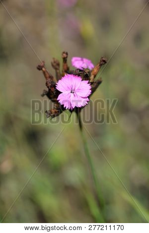 ?arthusian Pink - Latin Name - Dianthus Carthusianorum