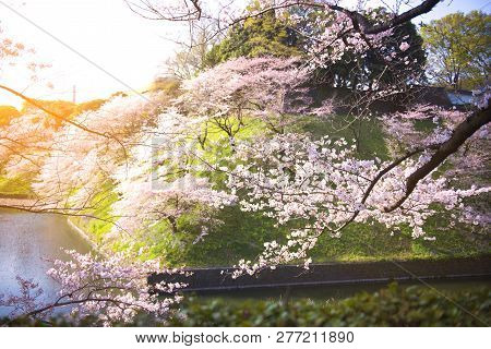 The Atmosphere In The Park During Spring Cherry Blossom Hanami Festival In Toyko, Japan.