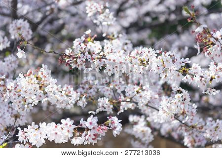 The Atmosphere In The Park During Spring Cherry Blossom Hanami Festival In Toyko, Japan.