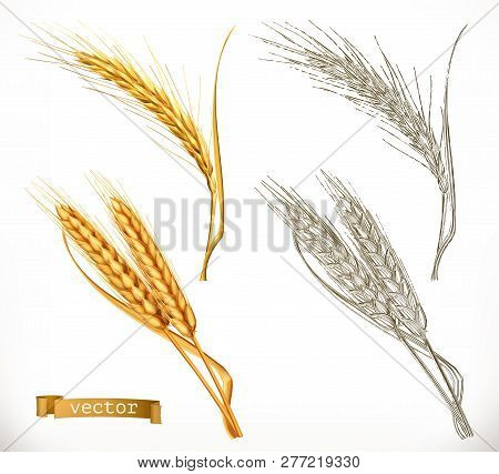 Ears Of Wheat. 3d Realism And Engraving Styles. Vector Illustration