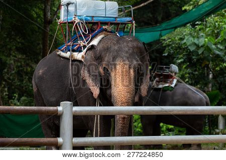 Suratthani, Thailand - December 2, 2018: Elephant Tricking, Koh Samui, Thailand At Namuang Waterfall