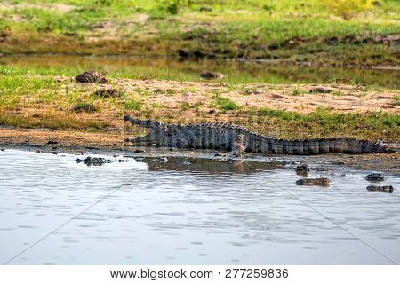 Mugger Crocodile Or Crocodylus Palustris On River Bank