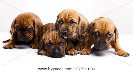 Cuccioli amstaff, bassotto