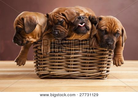 Cuccioli amstaff, bassotto