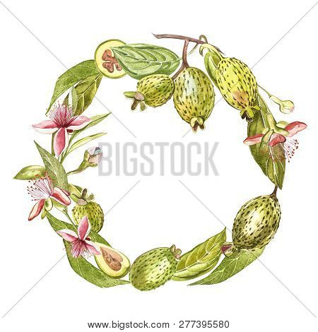 Watercolor Illustration Feijoa Plant. Hand Drawn Watercolor Painting On White Background. Watercolor