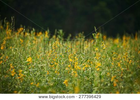 Background Of Yellow Sunn Hemp Filed In The Park